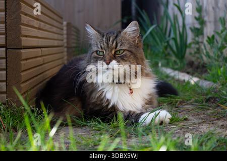 Eine flauschige braune und weiße sibirische Katze mit grünen Augen ruht friedlich in der Nähe von Holzzäunen in einem sonnigen Garten, umgeben von Gras und Pflanzen. Stockfoto