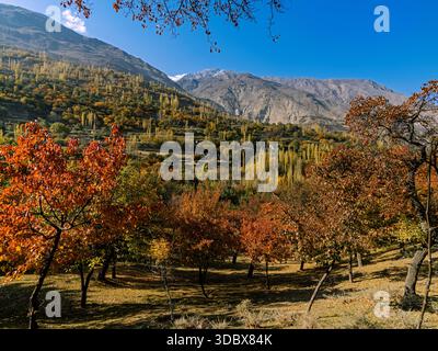 Der Blick auf die lebendigen Gobeländer des Herbstes zeichnet die Landschaft mit feurigen Orangen und Gelben unter den hoch aufragenden, schneebedeckten Bergen Hopar, Gilgit Balti Stockfoto