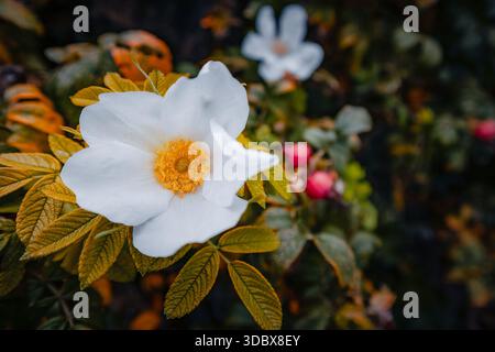 Eine Nahaufnahme einer reinen weißen Rosa-Rugosa-Blume (japanische Rose) mit zarten Blütenblättern und einem leuchtenden gelben Stamen-Zentrum. Der Flowe Stockfoto