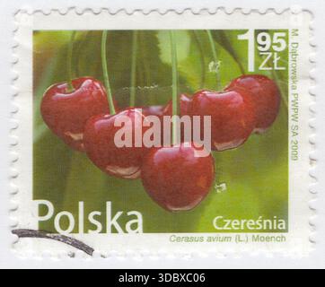 POLEN — 10. August 2009: 1,95 Zloty mehrfarbige Briefmarke mit Kirschfrüchten. Prunus avium, gemeinhin als Wild-, süß-, Gean- oder Vogelkirsche bezeichnet, ist eine blühende Pflanze aus der Familie der Rosen, Rosaceae. Sie ist in Europa, Anatolien, dem Maghreb und Westasien beheimatet. Die Art wird in anderen Regionen häufig angebaut und ist in Nordamerika und Australien eingebürgert worden. Alle Pflanzenteile mit Ausnahme der Reifen Früchte sind leicht toxisch und enthalten cyanogene Glykoside Stockfoto