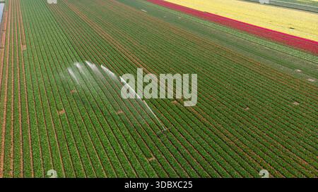 Aus der Vogelperspektive erstrecken sich pulsierende Tulpenfelder in ordentlichen Reihen, unterbrochen von erfrischendem Bewässerungsspray, Petten, Nordholland, Niederlande. Stockfoto