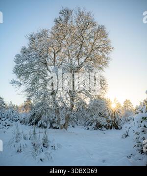 Der Blick auf schneebedeckte Bäume steht majestätisch vor der hellen, aufgehenden Sonne und wirft lange Schatten auf den klaren weißen Schnee, Caledonian Forest, Cairngorm Stockfoto