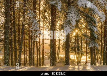 Der Blick auf schneebedeckte Bäume steht hoch, ihre Äste sind schwer mit winterlichem Touch, während goldenes Sonnenlicht durchdringt und eine atemberaubende Szene schafft: Caled Stockfoto
