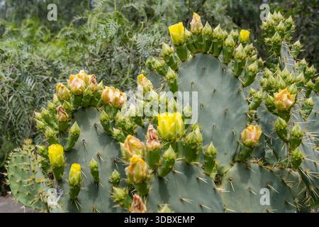 Detail mit blühenden gelben Blüten auf Feigenblättern, aufgenommen im hellen Licht des späten Frühlings in der Nähe von Petersburg, Karoo, Ostkap, Südafrika Stockfoto