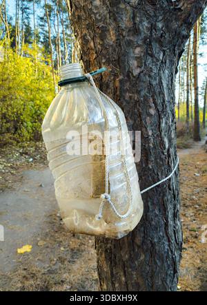 Feeder aus einer 5-Liter-Plastikflasche Stockfoto