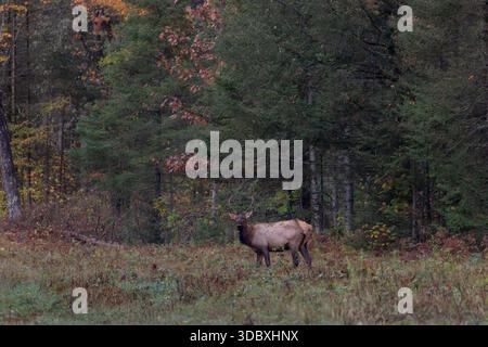 Spitzbullenelche im Clam Lake-Gebiet im Norden von Wisconsin. Stockfoto