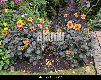 Dahlien Moonrise-Sorte in voller Blüte mit Blüten in einem englischen Garten in England Stockfoto