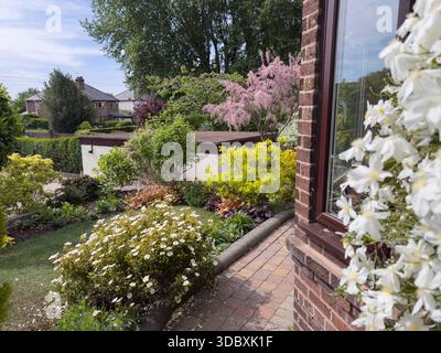 WIRRAL, CHESHIRE, ENGLAND - 11. MAI 2025: Blühende Sträucher mit Frühlingsblüten in einem englischen Vorgarten mit bunten Ausstellungen in England Stockfoto