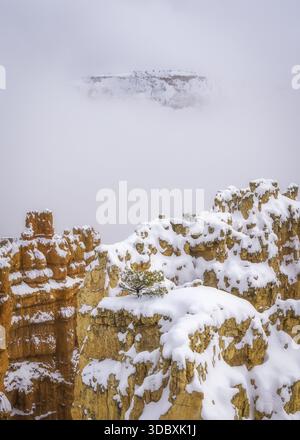Aus der Vogelperspektive sehen Sie schneebedeckte Hoodoos, die majestätisch durch den dichten Nebel ragen, einen einsamen Baum, der sich trotzig gegen die Elemente erhebt, Bryce Canyon, Utah, U Stockfoto