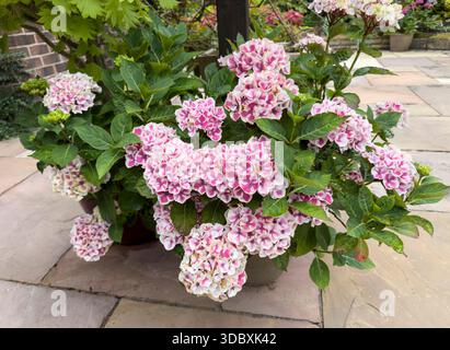 Nahaufnahme von Mophaydrotensie Camilla in Blume mit rosa und weißen Blüten, Gartenstrauch in England. Stockfoto