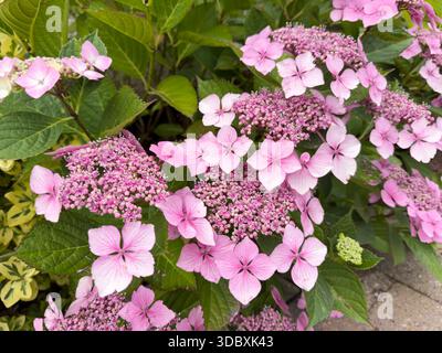 Eine Nahaufnahme zeigt eine Hortensie in Blüte mit zarten rosa Blüten auf den Blüten in England. Stockfoto