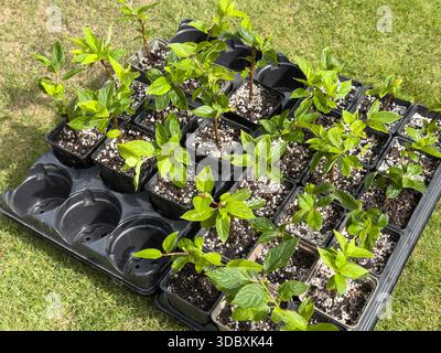 Eine Nahaufnahme zeigt Paniculata hydrangea Hartholzabschnitte in Blättern, die in kleinen Töpfen zur Vermehrung wachsen Stockfoto