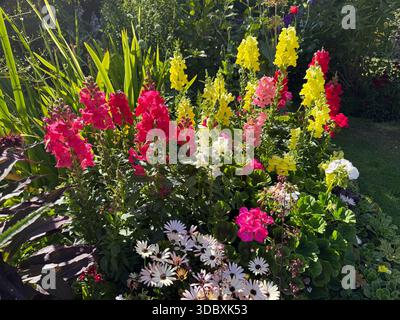 Ein Blick zeigt ein Blumenbeet mit einjährigen Blüten und farbenfrohen Blumen in einem Garten in England Stockfoto