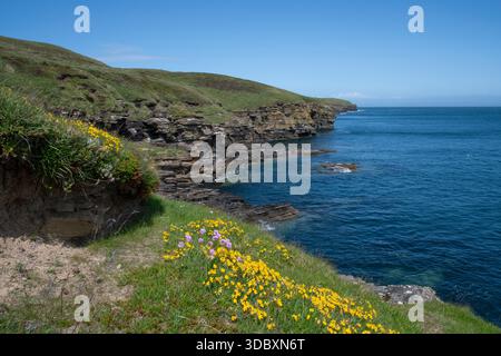 Zerklüftete Küstenlandschaft in Scrabster, Caithness mit Klippen, Wildblumen und tiefblauem Wasser. Stockfoto