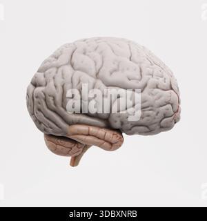 Detailliertes 3D-Rendering des menschlichen Gehirns mit Darstellung von Kleinhirn, Kleinhirn und Hirnstamm, isoliert auf Einem sauberen weißen Hintergrund. Neurowissenschaft und M. Stockfoto