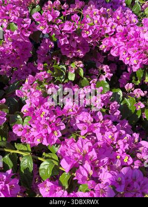 Bougainvillea blühende Pflanze I Stockfoto