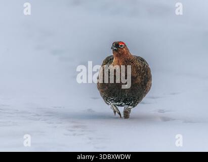 Rothühner (Lagopus lagopus scotica), die durch den tiefen Winterschnee im Cairngorms National Park in der Nähe von Grantown-on-Spey, Schottland, spazieren. Stockfoto