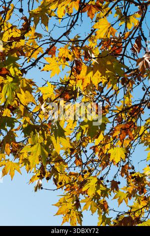 Italien, Lombardei, Gemeine Plane Baum im Herbst, Platanus Orientalis Stockfoto