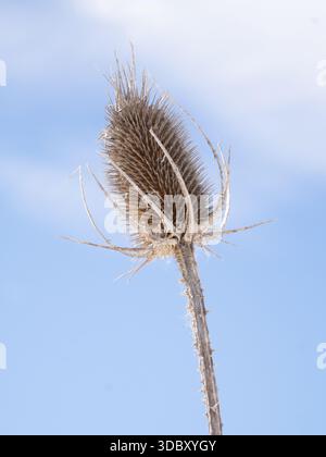 Tiefwinkelansicht eines getrockneten Samenkopfes einer wilden Teasel, fotografiert vor einem hellblauen Himmel mit dünnen weißen Wolken. Fotografiert in St. Vrain State Par Stockfoto