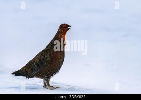Ein männliches Auerhühnchen (Lagopus lagopus scotica), das in einer verschneiten Winterlandschaft in Grantown-on-Spey, Scottish Highlands, unterwegs ist Stockfoto