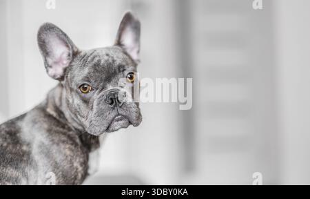 Französisches graues Bulldog-Porträt zu Hause, gemütlicher Hundeschlifestyle-Moment. Stockfoto