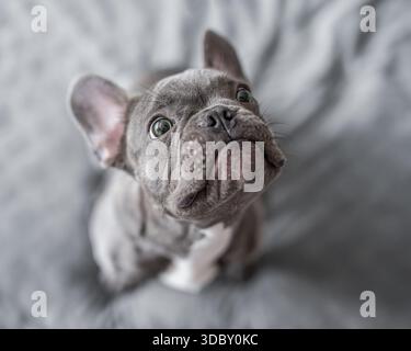 Lustiger französischer Bulldog-Welpe, der nach oben blickt, süßes und verspieltes Nahporträt. Stockfoto