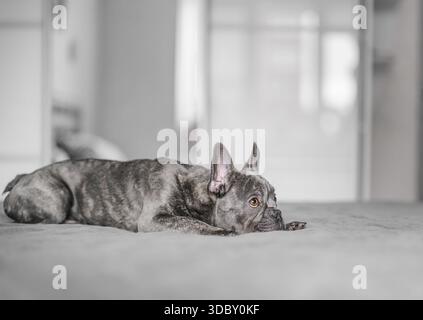 Niedliche graue französische Bulldogge, die zu Hause auf dem Bett liegt, gemütliches, modernes Lifestyle-Porträt. Stockfoto