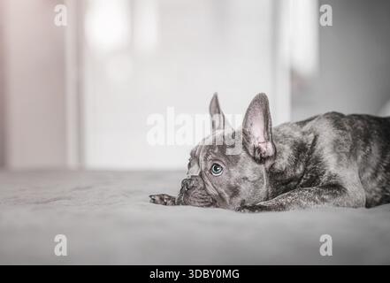 Entspanntes französisches Bulldog-Porträt drinnen, auf dem Bett in einem ruhigen, stilvollen Schlafzimmer gelegen. Stockfoto