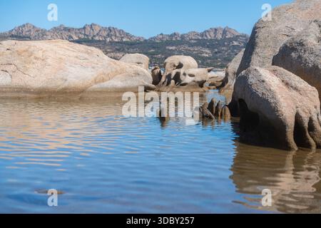 Ruhiges Meerwasser mit glatten Küstenfelsen unter klarem Himmel. Friedliche Küstenlandschaft, Sommererholung und natürliche Meereslandschaft, Sardinien, La Stockfoto