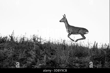 Schwarz-weiß eines springenden Rehs (Capreolus Capreolus) auf einem Hügel, Minimalismus, monochrom, Kopierraum, weißer Hintergrund, horizontal Stockfoto