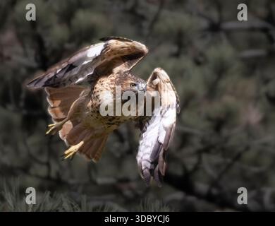 Rotschwanzfalke im Eleven Mile Canyon Colorado Stockfoto