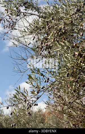 Reife Oliven wachsen auf Olivenzweigen unter blauem Himmel Stockfoto