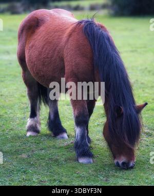 Ein kräftiges braunes Pony mit langer dunkler Mähne weidet ruhig auf einer grünen Wiese bei natürlichem Licht. Stockfoto