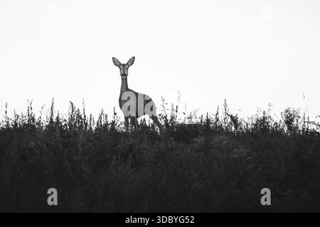 Schwarz-weiß eines Rehs (Capreolus Capreolus) auf einem Hügel, direkt in die Kamera blickend, minimalistisch, monochrom, Kopierraum Stockfoto