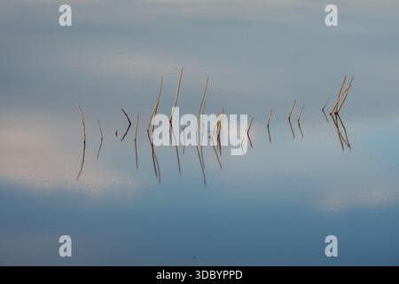 Ätherische Nahaufnahme von gelben Schilfen in ruhigem, seidenem Wasser mit subtilen Wolkenreflexionen und Kopierraum Stockfoto