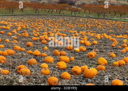 Ein Kürbisstreifen mit dutzenden Reifen, orangen Kürbissen auf einem offenen Feld, das im Nordosten von Oregon wächst. Stockfoto
