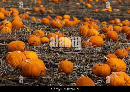 Ein Kürbisstreifen mit dutzenden Reifen, orangen Kürbissen auf einem offenen Feld, das im Nordosten von Oregon wächst. Stockfoto
