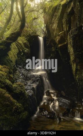 Ein schmaler Wasserfall fällt anmutig durch moosbedeckte Felsen in einem üppigen und feuchten Wald. Der sanfte Wasserstrahl steht im Kontrast zur dunklen Steinmauer Stockfoto