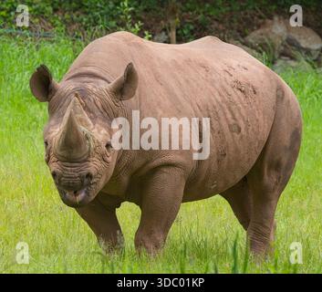 Black Rhinoceros (Diceros bicornis), Gefangenschaft im Paignton Zoo, Devon, Großbritannien. Stockfoto