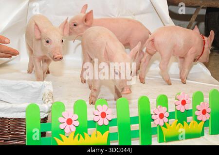 Vier kleine neugeborene rosa Ferkel spielen im Studio Stockfoto