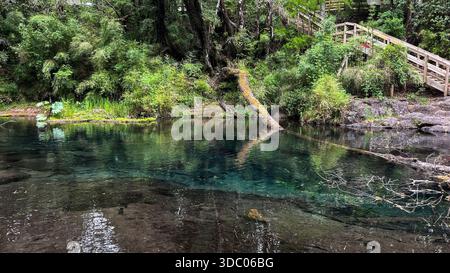 Ein spektakulärer Blick auf die Wasserfälle Ojos del Caburgua. Die intensive blaue Farbe bildet einen lebhaften Kontrast zum üppig grünen Wald Stockfoto