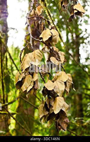 Nahaufnahme von getrockneten Blättern, die an einem Zweig im Wald bei Snoqualmie Falls, Washington hängen und natürliche Verfall, Textur und saisonale Veränderungen zeigen. Stockfoto