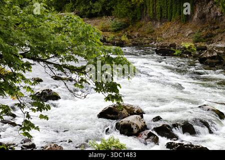 Der sich schnell bewegende Fluss fließt über Felsen unter grünen Ästen in der Nähe der Snoqualmie Falls, Washington, und fängt natürliche Bewegungen in einem üppigen Pazifik-Nordwesten ein Stockfoto