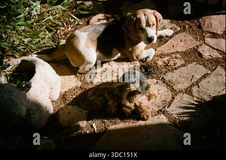 Zwei Hunde ruhen auf einem Steinweg aus. Ein größerer Beagle liegt auf einer Seite, während sich ein kleiner yorkshire Terrier in der Nähe entspannt. Sie sind umgeben von Grün in einer Gartenanlage. Analoges Filmfoto. Stockfoto