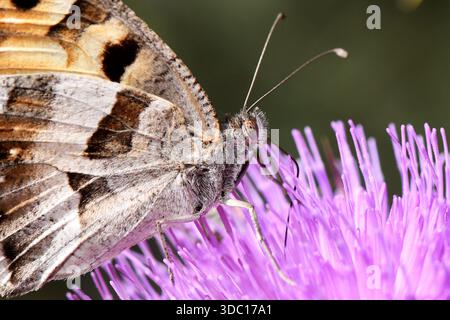 Extremes Makro eines Einsiedler-Schmetterlings (Chazara Briseis), der sich von einer leuchtenden violetten Distelblume ernährt und komplizierte Flügeldetails zeigt. Stockfoto