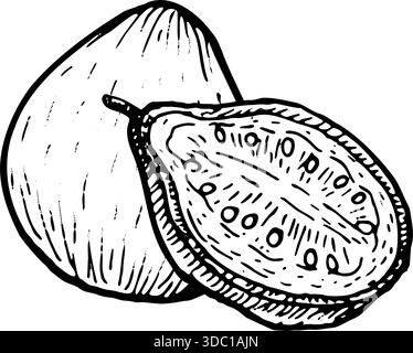 Illustration von Guave-Vektor-Lebensmitteln. Einzelne ganze tropische Frucht und halb isoliert auf weiß, Vintage Sketch Stil, natürliche Bio Pflanze, gesunde Ernährung Kunst. Stock Vektor