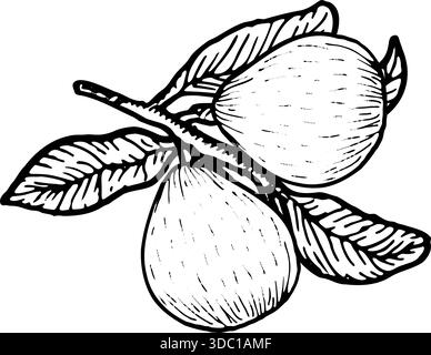 Illustration von Guave-Vektor-Lebensmitteln. Tropischer Baumzweig mit reifem Guajava, natürliche Bio-Gartenpflanze, Sommerdesign im Vintage-Skizzenstil. Stock Vektor