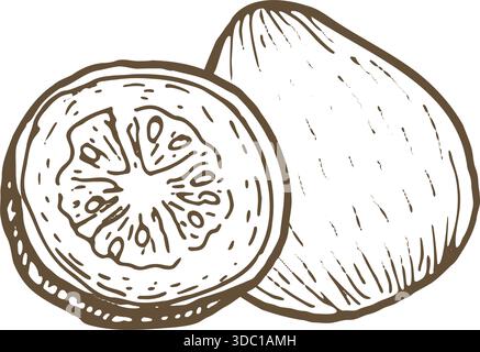 Skizze von Guave-Früchten ganz und halb. Handgezeichnete Vektorgrafik. Vintage-Tintenzeichnung. Tropische Obstpflanze für die Lebensmittelgestaltung. Stock Vektor
