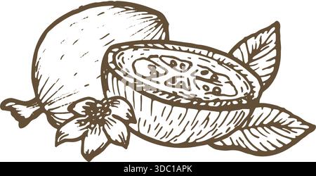 Hand gezeichnete Guave Frucht ganz, Stücke und Blume mit Blättern isoliert auf transparentem Hintergrund in Vektordatei. Vintage-Skizze im linearen Stil. Tropische Früchte der Guave. Stock Vektor