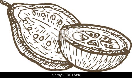 Hand gezeichnete Guave-Fruchtscheibe, halbe Vektor-Illustration isoliert. Vintage-Skizze im linearen Gravurstil. Tropische Frucht-Guave. Stock Vektor